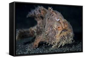 A Hairy Frogfish in Lembeh Strait, Indonesia-Stocktrek Images-Framed Stretched Canvas
