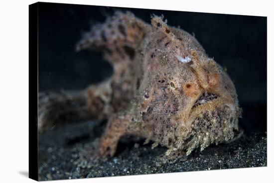 A Hairy Frogfish in Lembeh Strait, Indonesia-Stocktrek Images-Stretched Canvas