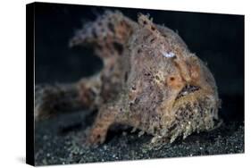 A Hairy Frogfish in Lembeh Strait, Indonesia-Stocktrek Images-Stretched Canvas