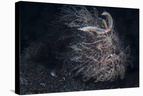 A Hairy Frogfish in Lembeh Strait, Indonesia-Stocktrek Images-Stretched Canvas