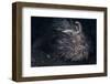 A Hairy Frogfish in Lembeh Strait, Indonesia-Stocktrek Images-Framed Photographic Print