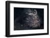 A Hairy Frogfish in Lembeh Strait, Indonesia-Stocktrek Images-Framed Photographic Print