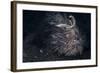 A Hairy Frogfish in Lembeh Strait, Indonesia-Stocktrek Images-Framed Photographic Print