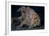 A Hairy Frogfish in Lembeh Strait, Indonesia-Stocktrek Images-Framed Photographic Print