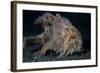 A Hairy Frogfish in Lembeh Strait, Indonesia-Stocktrek Images-Framed Photographic Print