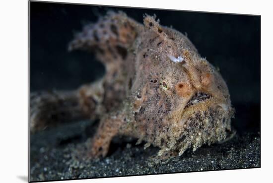 A Hairy Frogfish in Lembeh Strait, Indonesia-Stocktrek Images-Mounted Photographic Print