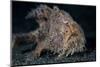 A Hairy Frogfish in Lembeh Strait, Indonesia-Stocktrek Images-Mounted Photographic Print