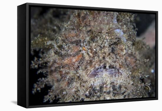 A Hairy Frogfish Waits to Ambush Prey on a Reef-Stocktrek Images-Framed Stretched Canvas