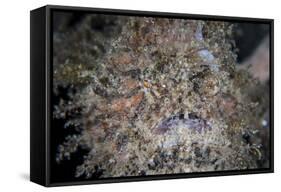 A Hairy Frogfish Waits to Ambush Prey on a Reef-Stocktrek Images-Framed Stretched Canvas