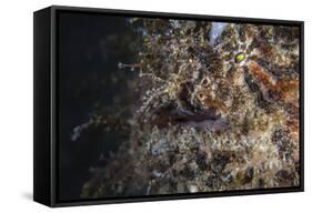 A Hairy Frogfish Waits to Ambush Prey on a Reef-Stocktrek Images-Framed Stretched Canvas