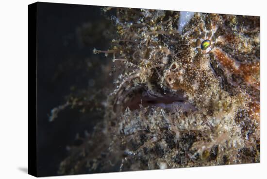 A Hairy Frogfish Waits to Ambush Prey on a Reef-Stocktrek Images-Stretched Canvas