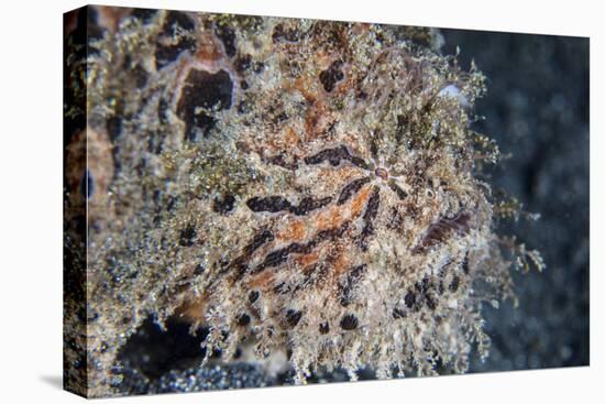 A Hairy Frogfish Waits to Ambush Prey on a Reef-Stocktrek Images-Stretched Canvas