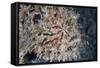 A Hairy Frogfish Waits to Ambush Prey on a Reef-Stocktrek Images-Framed Stretched Canvas