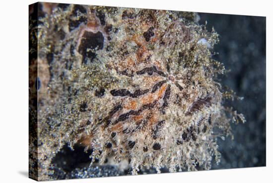 A Hairy Frogfish Waits to Ambush Prey on a Reef-Stocktrek Images-Stretched Canvas