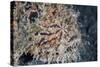 A Hairy Frogfish Waits to Ambush Prey on a Reef-Stocktrek Images-Stretched Canvas