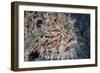 A Hairy Frogfish Waits to Ambush Prey on a Reef-Stocktrek Images-Framed Photographic Print