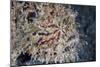 A Hairy Frogfish Waits to Ambush Prey on a Reef-Stocktrek Images-Mounted Photographic Print