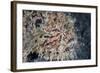 A Hairy Frogfish Waits to Ambush Prey on a Reef-Stocktrek Images-Framed Photographic Print