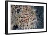 A Hairy Frogfish Waits to Ambush Prey on a Reef-Stocktrek Images-Framed Photographic Print