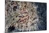 A Hairy Frogfish Waits to Ambush Prey on a Reef-Stocktrek Images-Mounted Photographic Print