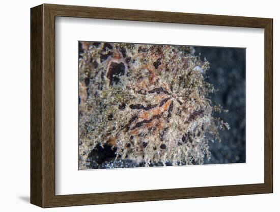 A Hairy Frogfish Waits to Ambush Prey on a Reef-Stocktrek Images-Framed Photographic Print