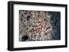 A Hairy Frogfish Waits to Ambush Prey on a Reef-Stocktrek Images-Framed Photographic Print