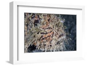 A Hairy Frogfish Waits to Ambush Prey on a Reef-Stocktrek Images-Framed Photographic Print