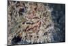 A Hairy Frogfish Waits to Ambush Prey on a Reef-Stocktrek Images-Mounted Photographic Print