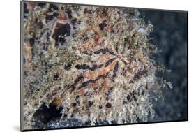 A Hairy Frogfish Waits to Ambush Prey on a Reef-Stocktrek Images-Mounted Photographic Print