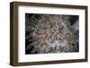 A Hairy Frogfish Waits to Ambush Prey on a Reef-Stocktrek Images-Framed Photographic Print