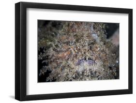 A Hairy Frogfish Waits to Ambush Prey on a Reef-Stocktrek Images-Framed Photographic Print