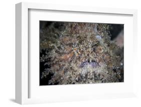 A Hairy Frogfish Waits to Ambush Prey on a Reef-Stocktrek Images-Framed Photographic Print