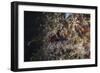 A Hairy Frogfish Waits to Ambush Prey on a Reef-Stocktrek Images-Framed Photographic Print