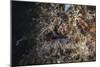 A Hairy Frogfish Waits to Ambush Prey on a Reef-Stocktrek Images-Mounted Photographic Print