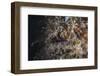 A Hairy Frogfish Waits to Ambush Prey on a Reef-Stocktrek Images-Framed Photographic Print