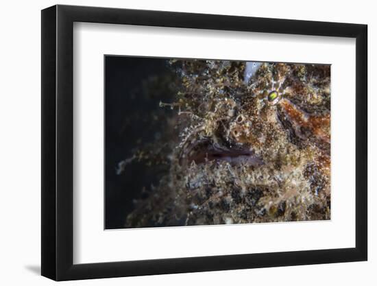 A Hairy Frogfish Waits to Ambush Prey on a Reef-Stocktrek Images-Framed Photographic Print