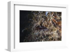 A Hairy Frogfish Waits to Ambush Prey on a Reef-Stocktrek Images-Framed Photographic Print