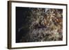 A Hairy Frogfish Waits to Ambush Prey on a Reef-Stocktrek Images-Framed Photographic Print