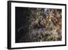 A Hairy Frogfish Waits to Ambush Prey on a Reef-Stocktrek Images-Framed Photographic Print