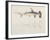 A Hammer-Headed Shark, Loheia, Formerly Attributed to James Bruce (1730-94)-Luigi Balugani-Framed Giclee Print