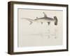 A Hammer-Headed Shark, Loheia, Formerly Attributed to James Bruce (1730-94)-Luigi Balugani-Framed Giclee Print