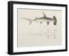 A Hammer-Headed Shark, Loheia, Formerly Attributed to James Bruce (1730-94)-Luigi Balugani-Framed Giclee Print