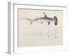 A Hammer-Headed Shark, Loheia, Formerly Attributed to James Bruce (1730-94)-Luigi Balugani-Framed Giclee Print