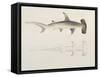 A Hammer-Headed Shark, Loheia, Formerly Attributed to James Bruce (1730-94)-Luigi Balugani-Framed Stretched Canvas