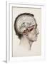 A Hand Coloured Lithograph of a Dissected Head in Profile Showing the Brain-Nicolas Henri Jacob-Framed Giclee Print