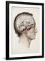 A Hand Coloured Lithograph of a Dissected Head in Profile Showing the Brain-Nicolas Henri Jacob-Framed Giclee Print