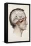 A Hand Coloured Lithograph of a Dissected Head in Profile Showing the Brain-Nicolas Henri Jacob-Framed Stretched Canvas