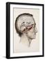 A Hand Coloured Lithograph of a Dissected Head in Profile Showing the Brain-Nicolas Henri Jacob-Framed Giclee Print