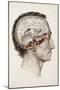 A Hand Coloured Lithograph of a Dissected Head in Profile Showing the Brain-Nicolas Henri Jacob-Mounted Giclee Print