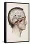 A Hand Coloured Lithograph of a Dissected Head in Profile Showing the Brain-Nicolas Henri Jacob-Framed Stretched Canvas